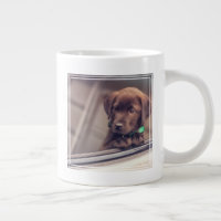 Chocolat Labrador Puppy In Car