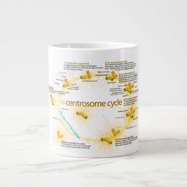 Grande Tasse Diagramme du cycle de centrosome (Devant)