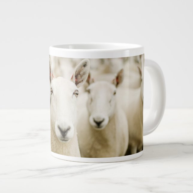 Grande Tasse Fermes | Troupeau de moutons (Devant droit)