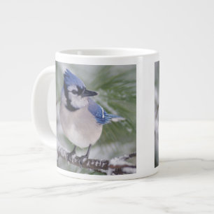 Grande Tasse Geai bleu, Cyanocitta cristata