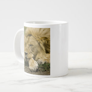 Grande Tasse Lion d'Afrique, Lion panthère, endormi