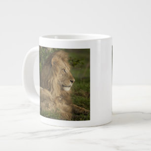 Grande Tasse Lion, Panthera leo, Lower Mara, Masai Mara GR,
