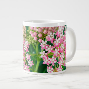 Grande Tasse Milkweed aka Asclepias Summer Blooms Jumbo