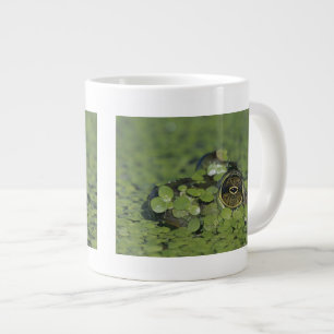 Grande Tasse Ouaouaron, Rana catesbeiana, adulte dans la lentil