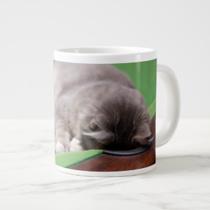 Grande Tasse Piscine de jeu pour chats