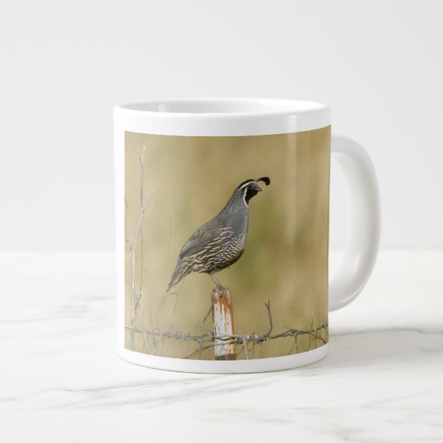 Grande Tasse Quail de Californie (Devant droit)