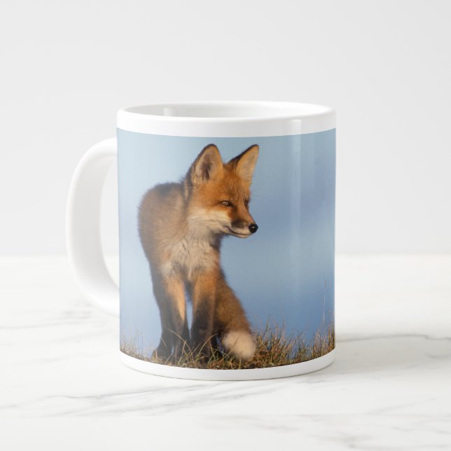 Grande Tasse renard roux, Vulpes vulpes (Devant gauche)