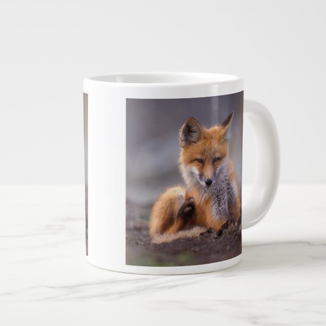 Grande Tasse renard roux, Vulpes vulpes, petit se grattant, (Devant droit)