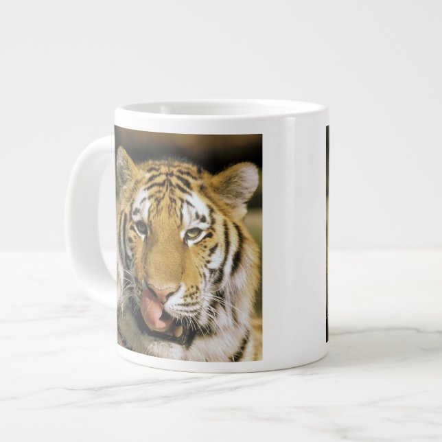 Grande Tasse Tigre Zoo du Michigan (Devant gauche)