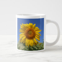 Tournesol Jaune Et Ciel Bleu