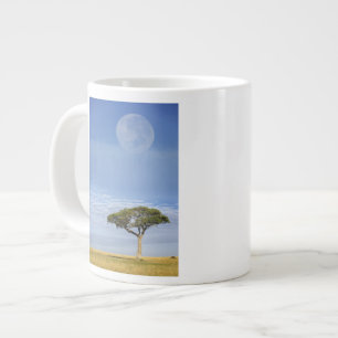 Grande Tasse Umbrella Thorn Acacia, Acacia tortilis et