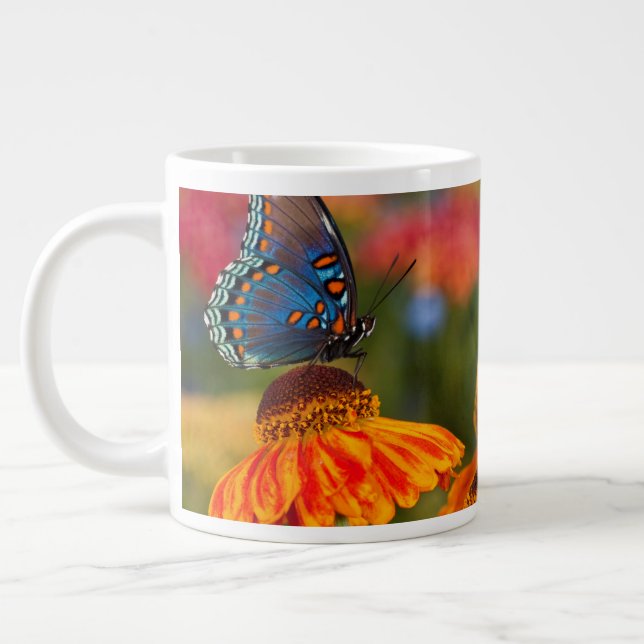 Grande Tasse Un Papilio troilus, Papilio troilus (Gauche)