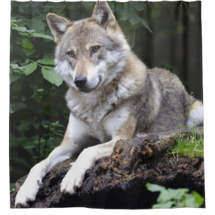 Grande vue frontale du loup au bord du rideau de f