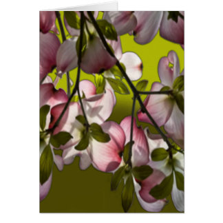 Grandes Fleurs de Dogwood Rose - Vert