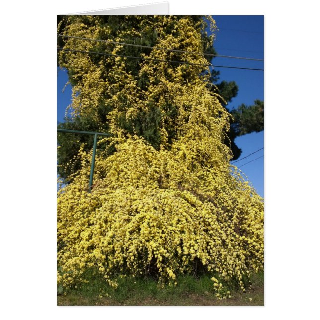 Grandes Fleurs Jaunes Surcultivées (Devant)