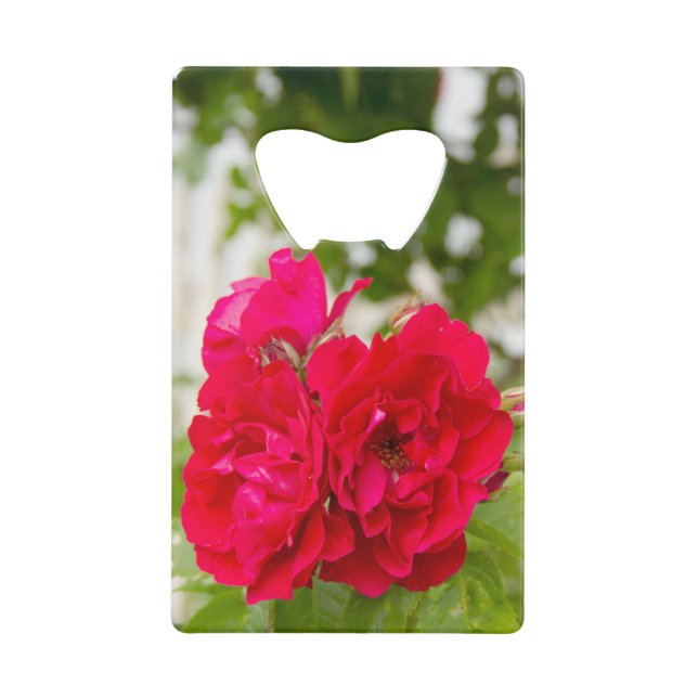 Grandes roses rouges dans le jardin (Devant)
