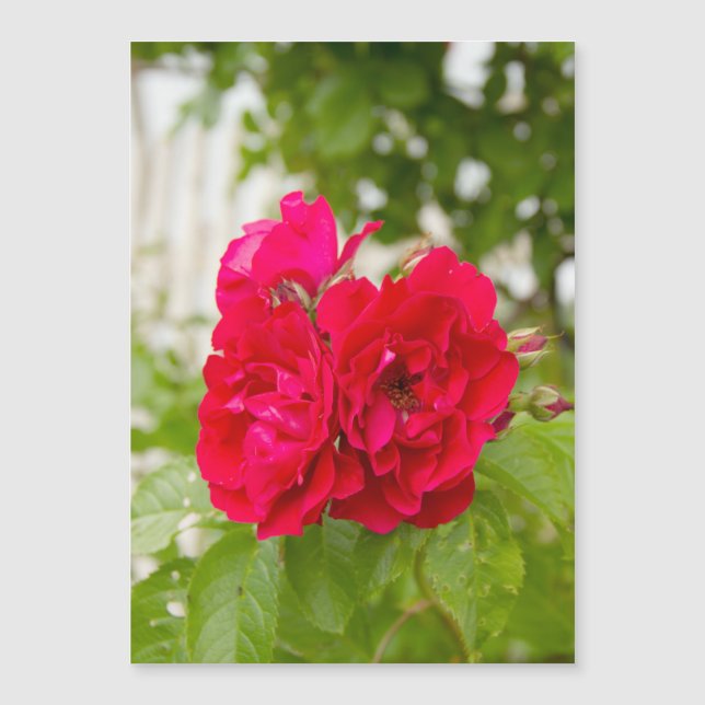 Grandes roses rouges dans le jardin (Devant)