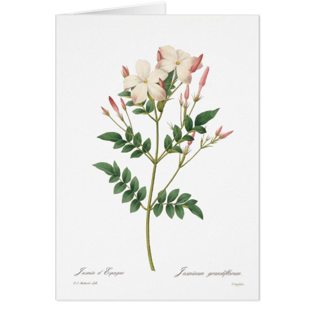 Grandiflorum de Jasminum (Devant)