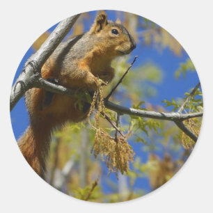 Grands autocollants d'écureuil