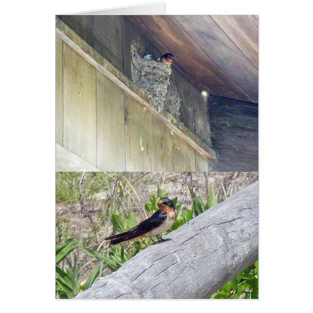 Grange Swallow Series (Devant)