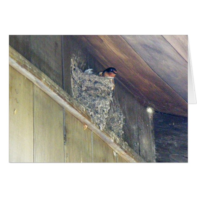 Grange Swallow Series (Devant horizontal)