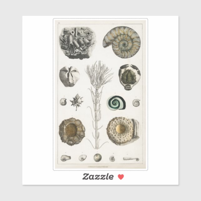 GRAPHIQUE vintage FOSSILS TRANSPARENT STICKER (Feuille)