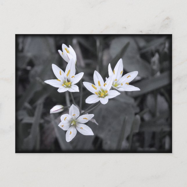 Grappe de cartes postales Fleurs sauvages de photo (Devant)
