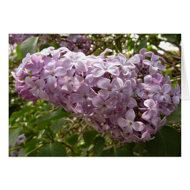 Grappe de fleurs de Lilac Printemps Floral (Devant horizontal)