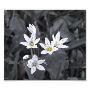 Grappe de mini-fleurs Macro photo BW/Color Print