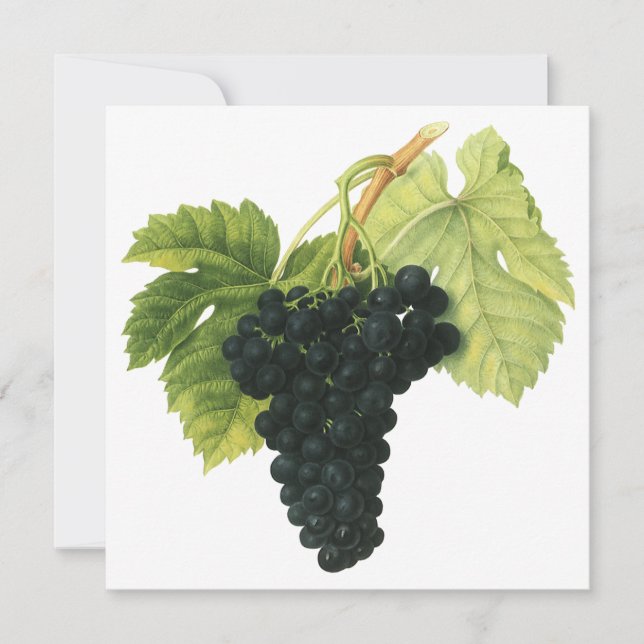 Grappe de raisin rouge de vin biologique vintage,  (Devant)