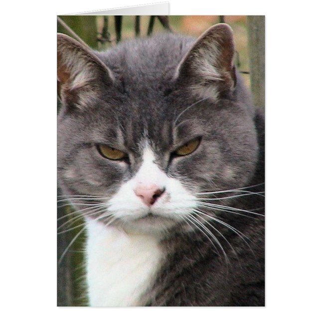 Gras Tabby GRUMPY (Devant)