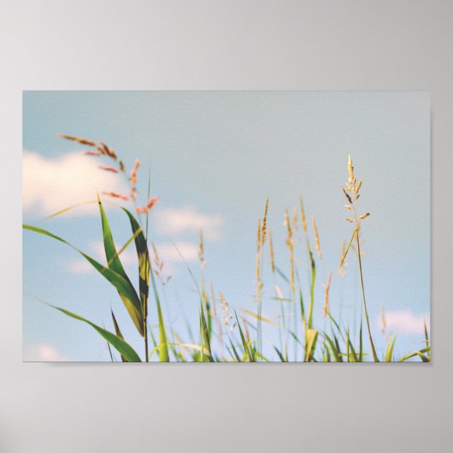 Grass Blue Sky Field Meadow Nature Poster (Devant)
