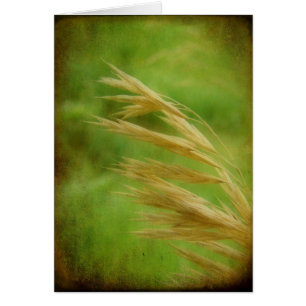 Grass Seed Toutes les Occassions Carte de voeux