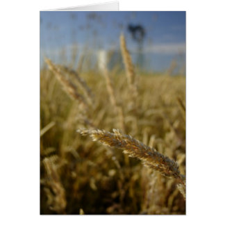 Grasses d'été