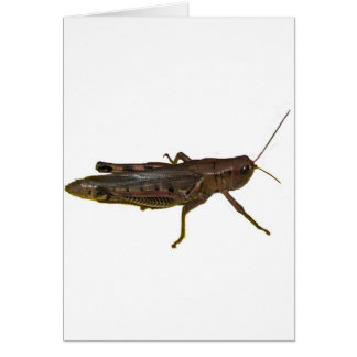 Grasshopper
