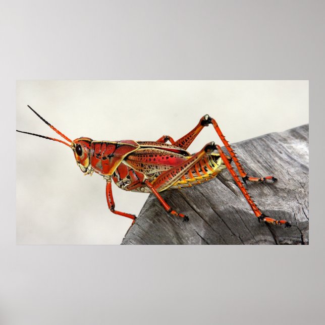 Grasshopper Bug Insect Artwork Photo Poster (Devant)