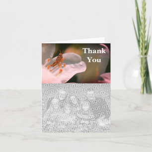 Grasshopper Sur Azalea Merci Carte photo