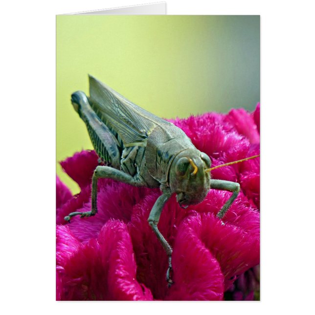 Grasshopper sur Cockscomb (Devant)