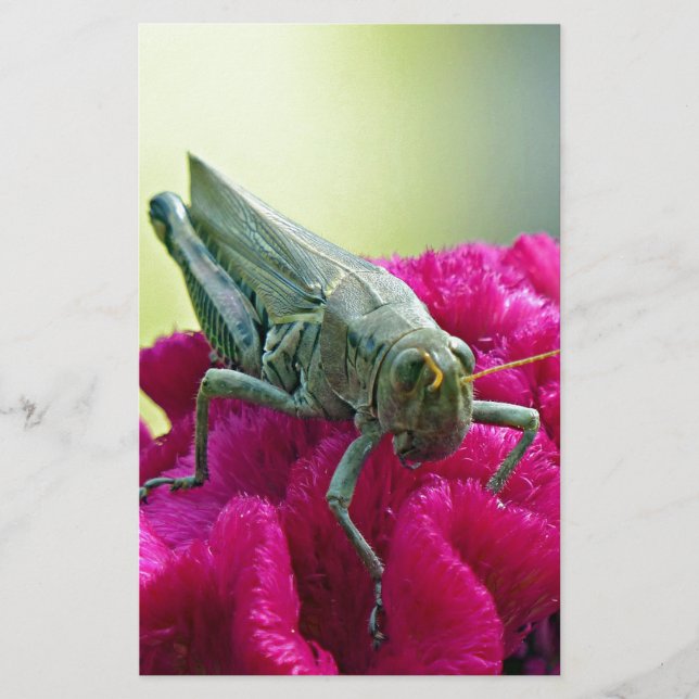 Grasshopper sur Cockscomb (Devant)