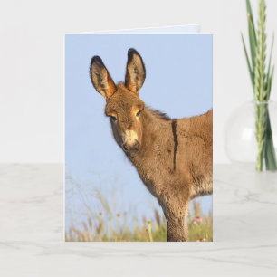 "Gratuit à la route" - Carte de voeux