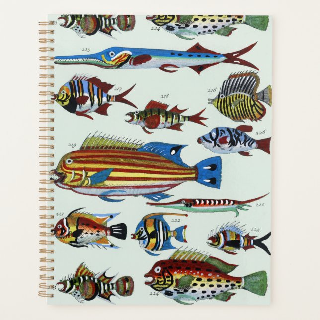Gravure de Histoire Naturelle de Poissons Exotique (Devant)