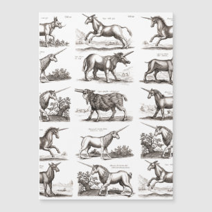 Gravure de licorne antique Spécimen de zoologie vi
