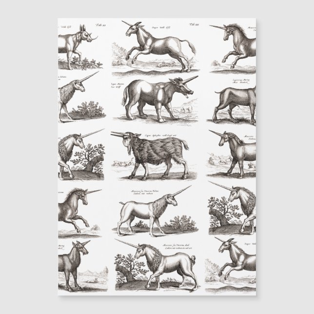 Gravure de licorne antique Spécimen de zoologie vi (Devant)