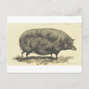 Gravure de porc vintage avec carte texte