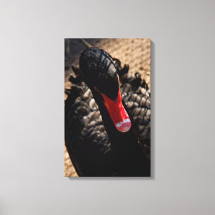 Gravure de toile de fermeture de cygne noir