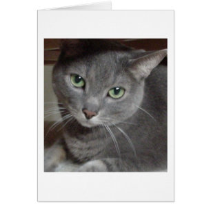 Gray Cat Russian Blue