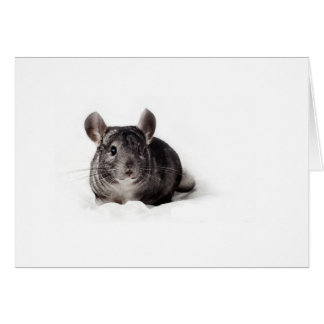 Gray Chinchilla mignonne à Blanket