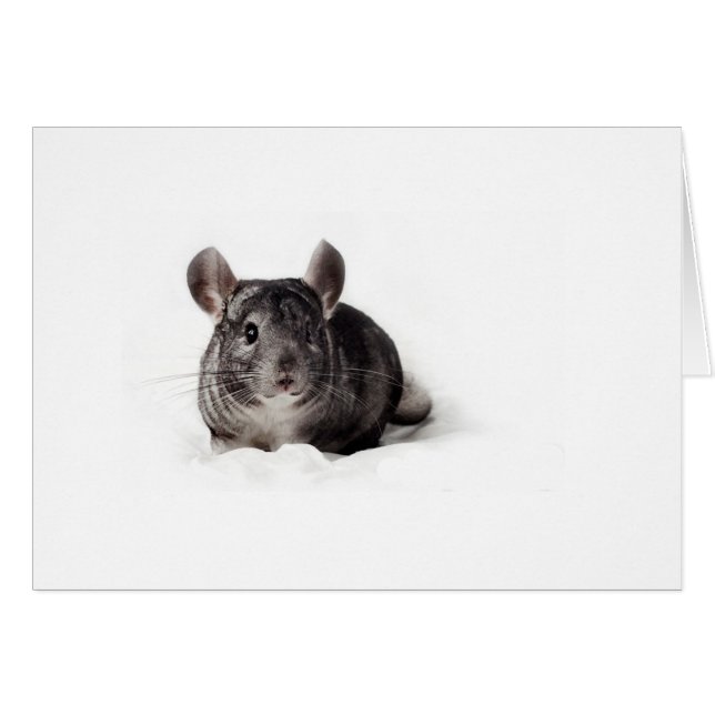 Gray Chinchilla mignonne à Blanket (Devant horizontal)