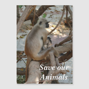 Gray Langur - Repose-toi