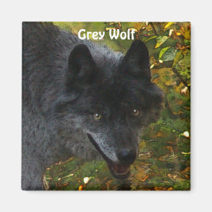 GRAY WOLF Wildlife Supporter Photo Magnet